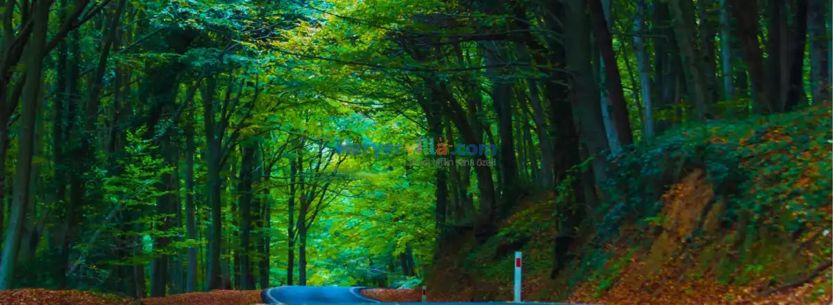 Belgrad Ormanı: Şehrin Kalbinde Doğayla Baş Başa Bir Kaçış