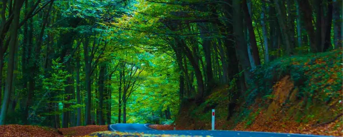 Belgrad Ormanı Gezilecek Yerler » Heryervilla.com
